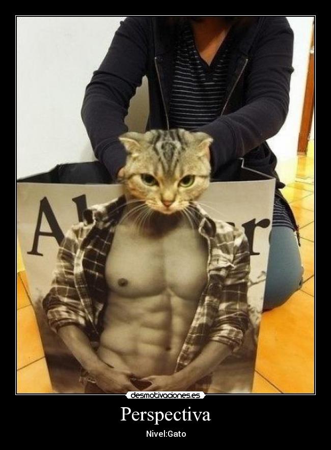 Perspectiva - Nivel:Gato