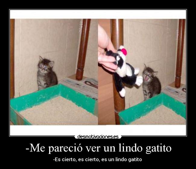 -Me pareció ver un lindo gatito - -Es cierto, es cierto, es un lindo gatito 