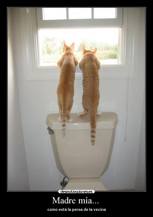 carteles madre gatos machos creo que haga falta decir nada mas desmotivaciones
