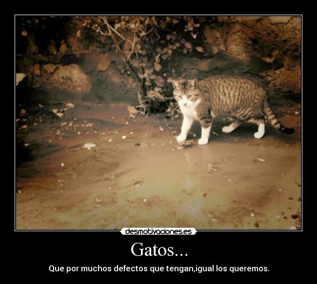 Gatos... - Que por muchos defectos que tengan,igual los queremos.