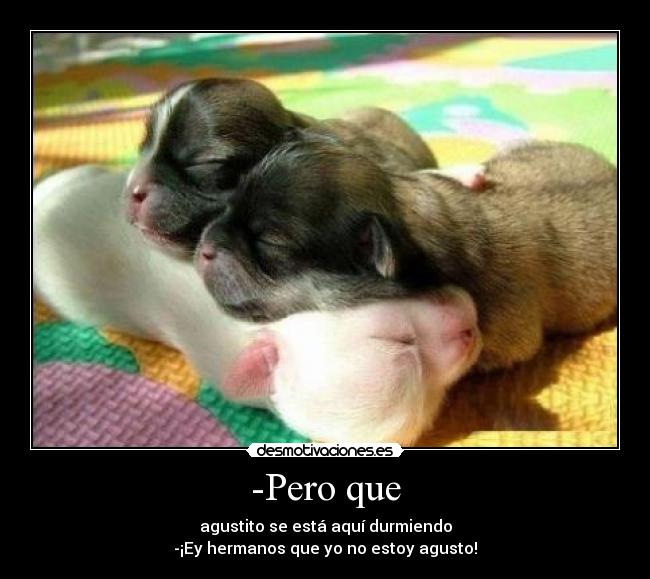 -Pero que - agustito se está aquí durmiendo
-¡Ey hermanos que yo no estoy agusto!