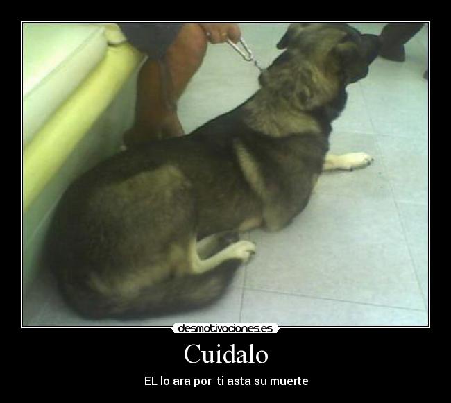 Cuidalo -