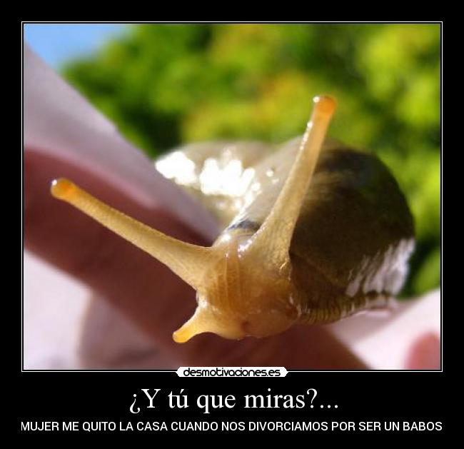 ¿Y tú que miras?... - MI MUJER ME QUITO LA CASA CUANDO NOS DIVORCIAMOS POR SER UN BABOSO ...