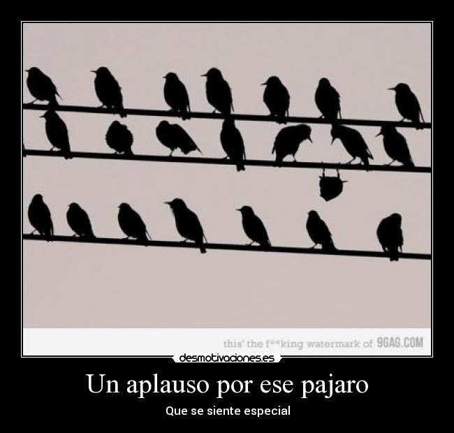 Un aplauso por ese pajaro - Que se siente especial