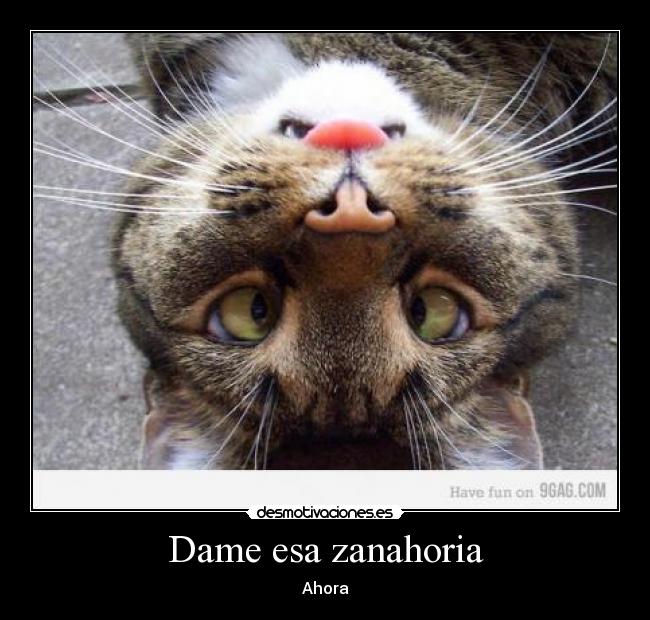 Dame esa zanahoria - Ahora