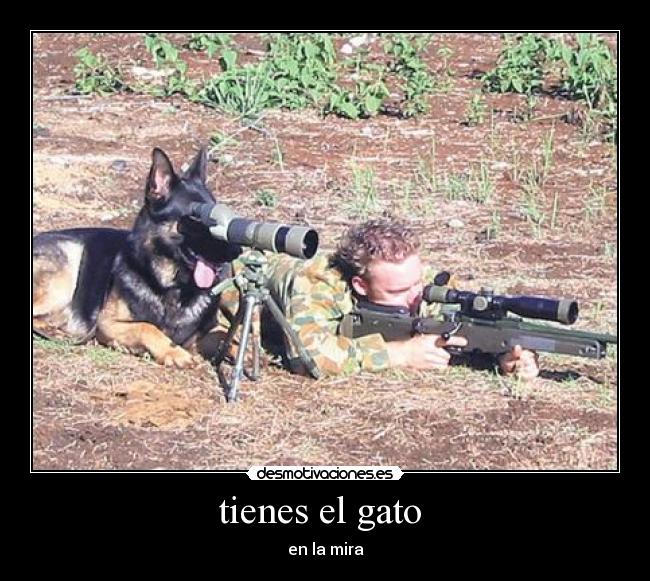 tienes el gato - en la mira