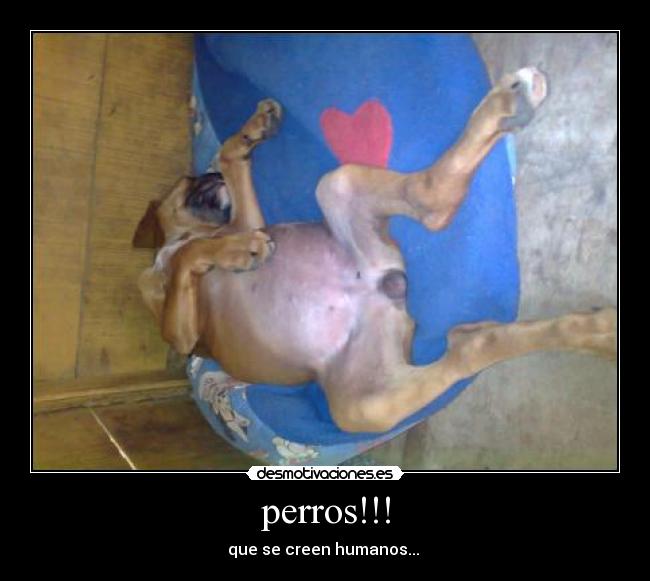 perros!!! - que se creen humanos... 