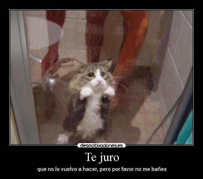 Te juro - que no lo vuelvo a hacer, pero por favor no me bañes