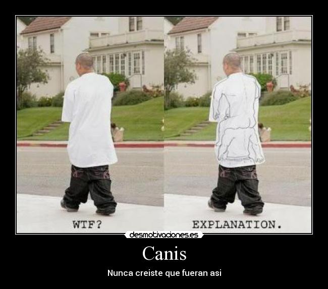 Canis - 