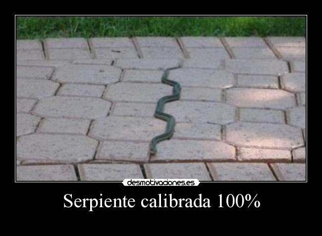 Serpiente calibrada 100% -