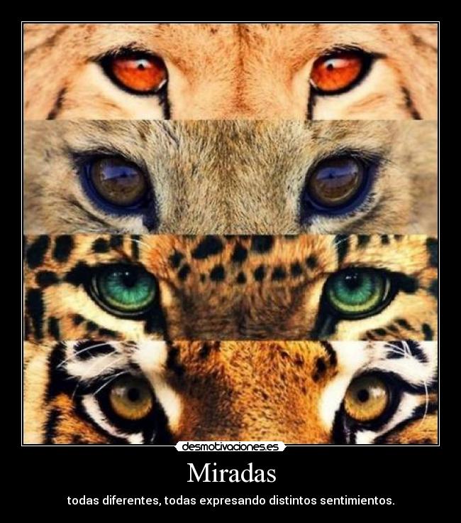 Miradas - todas diferentes, todas expresando distintos sentimientos.