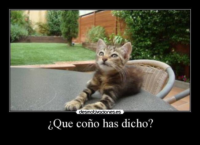 ¿Que coño has dicho? - 
