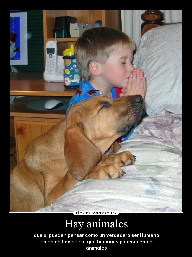 Hay animales -