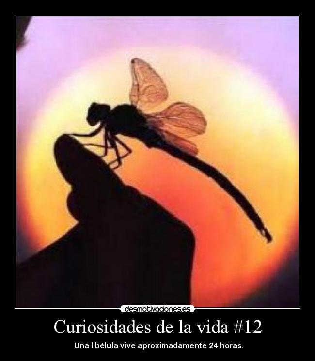 Curiosidades de la vida #12 - 