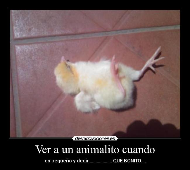 Ver a un animalito cuando - es pequeño y decir...................: QUE BONITO....