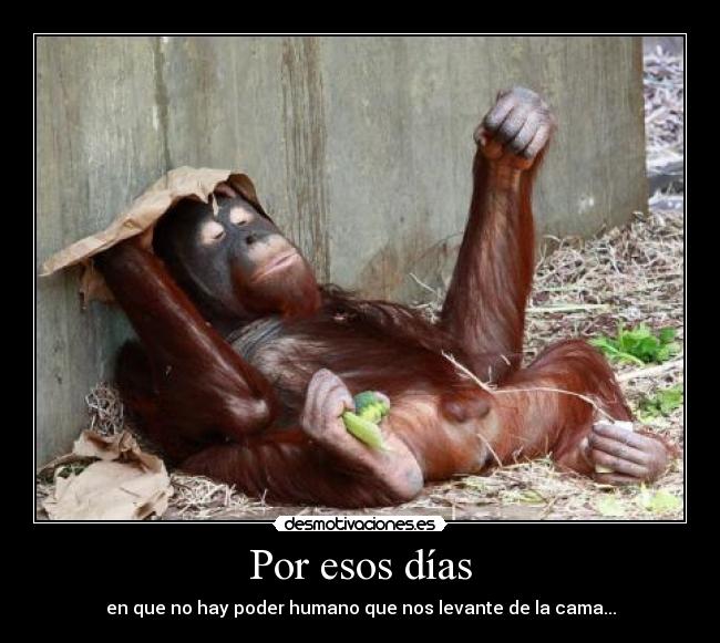 carteles pereza mono desmotivaciones