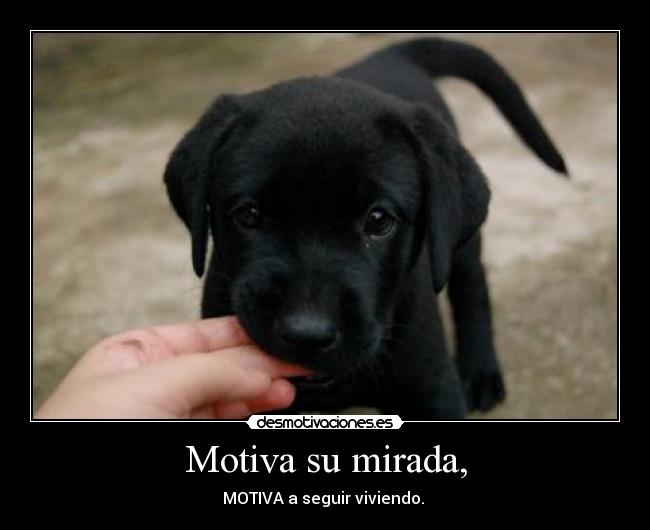 Motiva su mirada, - MOTIVA a seguir viviendo.
