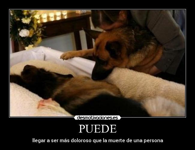 carteles muerte mascota persona dolor tristeza tragedia llanto perro duena funeral desmotivaciones