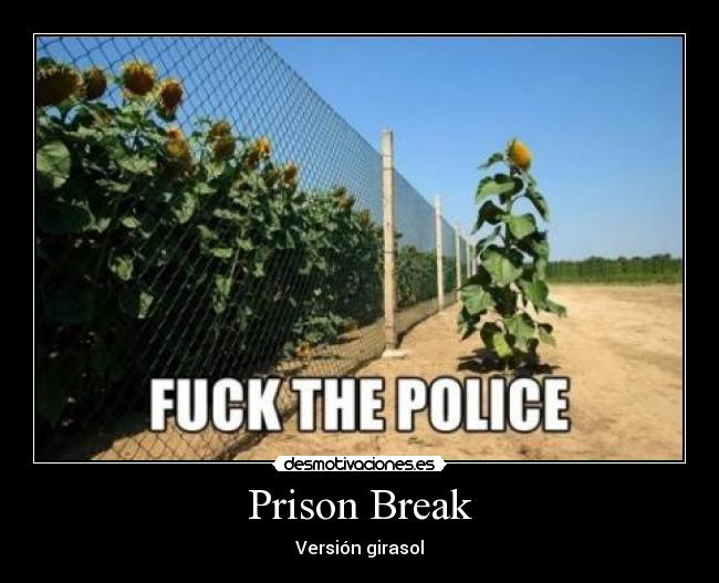 Prison Break - Versión girasol