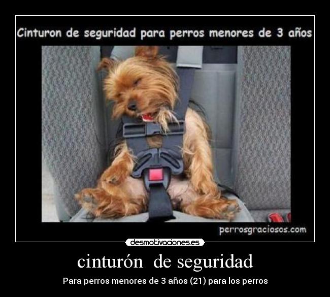 cinturón de seguridad - Para perros menores de 3 años (21) para los perros