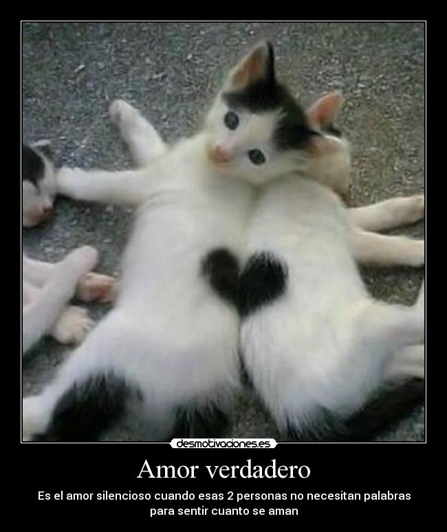 carteles amor amor verdadero silencioso gatitos desmotivaciones