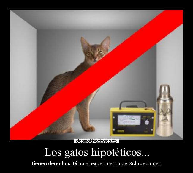 Los gatos hipotéticos... - tienen derechos. Di no al experimento de Schröedinger.