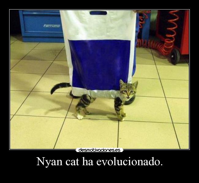 Nyan cat ha evolucionado. - 