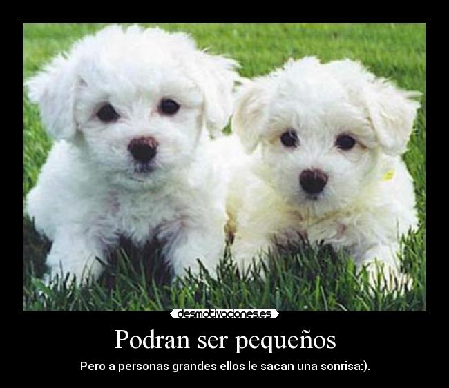 Podran ser pequeños - 