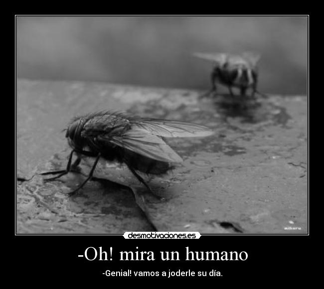 -Oh! mira un humano - -Genial! vamos a joderle su día.