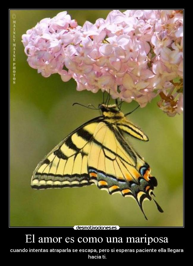 El amor es como una mariposa - cuando intentas atraparla se escapa, pero si esperas paciente ella llegara
 hacia ti.