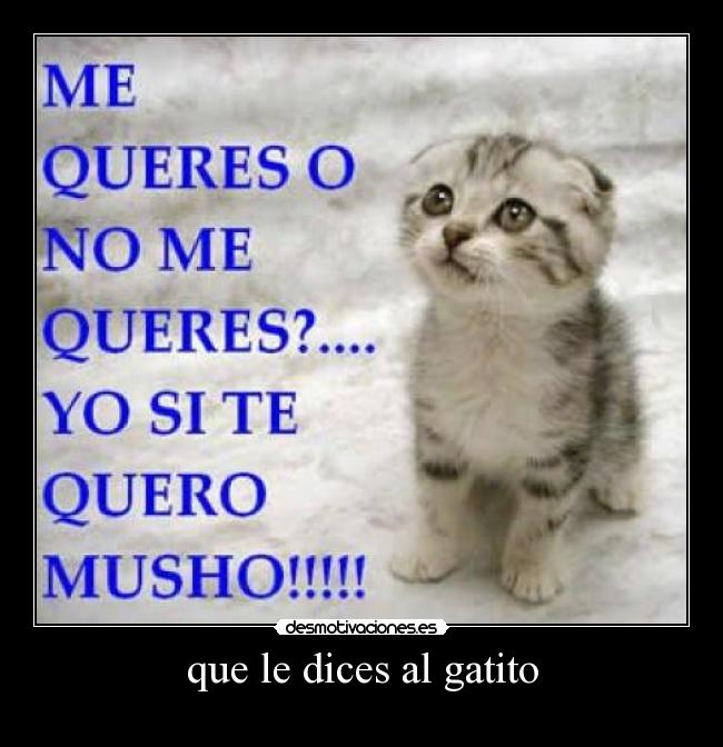 que le dices al gatito -