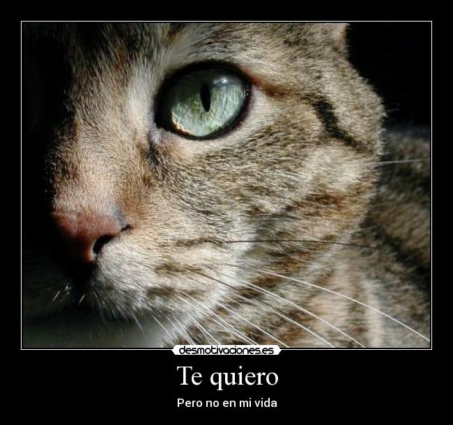 Te quiero - Pero no en mi vida