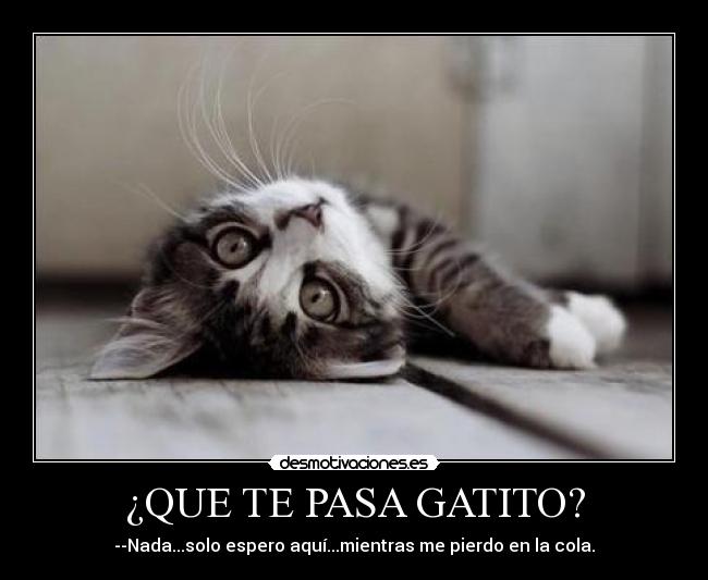 ¿QUE TE PASA GATITO? -