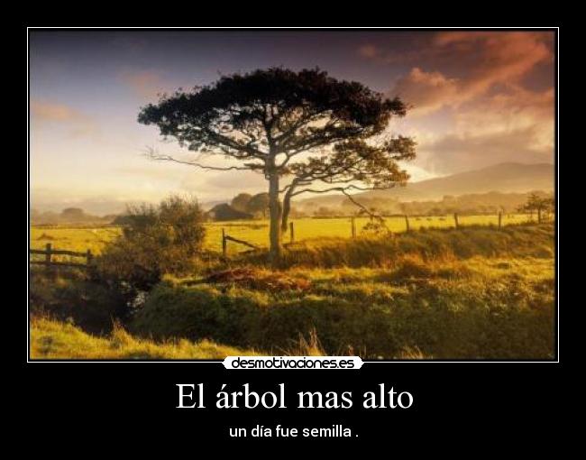 El árbol mas alto - 