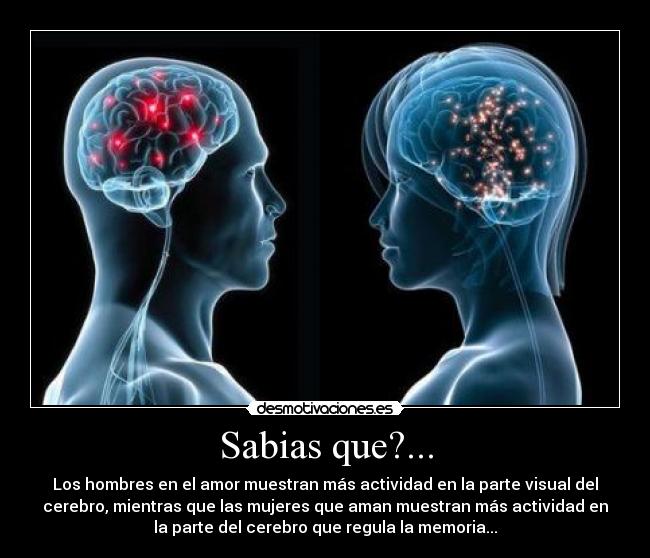 Sabias que?... - Los hombres en el amor muestran más actividad en la parte visual del
cerebro, mientras que las mujeres que aman muestran más actividad en
la parte del cerebro que regula la memoria...