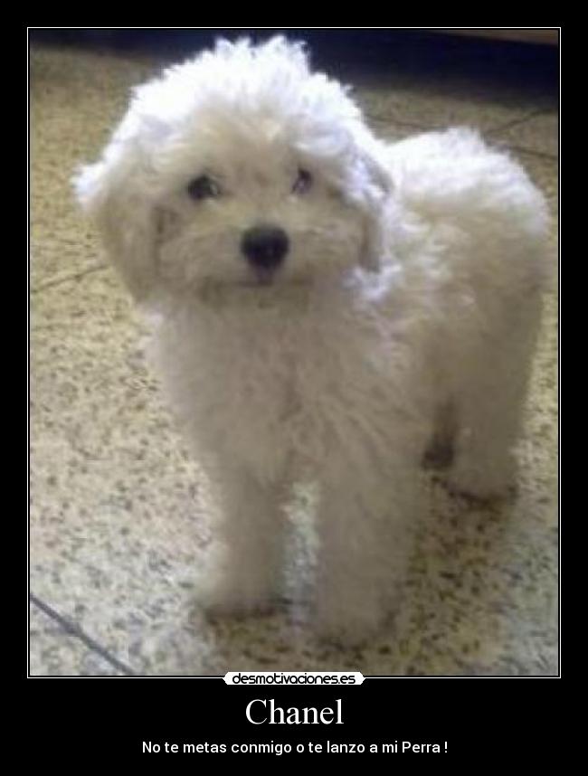 Chanel - No te metas conmigo o te lanzo a mi Perra !
