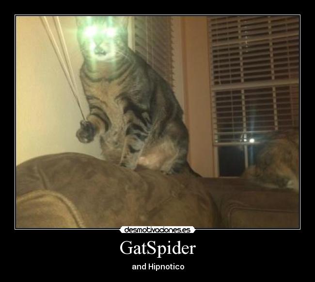 GatSpider - and Hipnotico