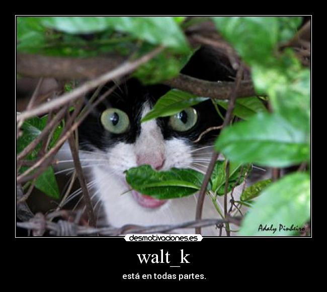 walt_k - está en todas partes.