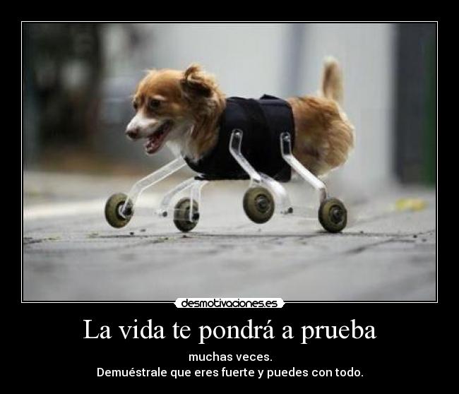 La vida te pondrá a prueba - muchas veces.
Demuéstrale que eres fuerte y puedes con todo.