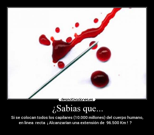 ¿Sabias que... - Si se colocan todos los capilares (10.000 millones) del cuerpo humano,
en linea  recta  ¡ Alcanzarían una extensión de  96.500 Km !  ?    
  