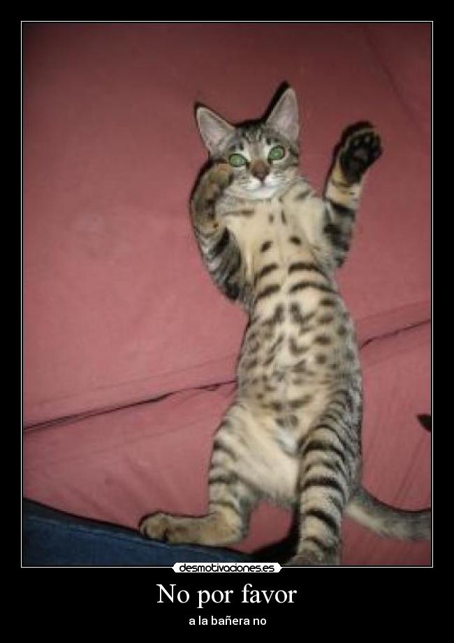 No por favor - a la bañera no