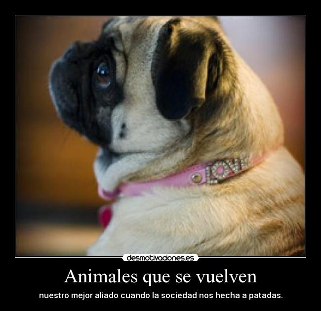 Animales que se vuelven - 