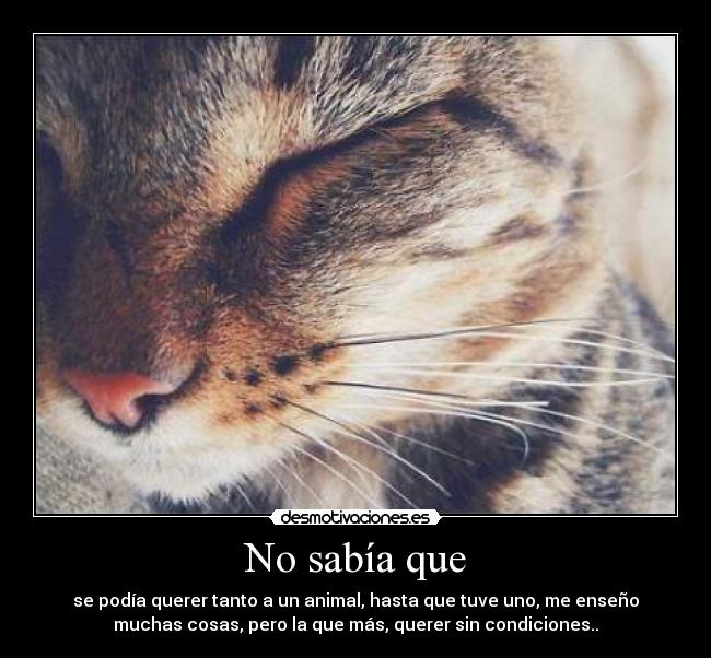 No sabía que - se podía querer tanto a un animal, hasta que tuve uno, me enseño
muchas cosas, pero la que más, querer sin condiciones..