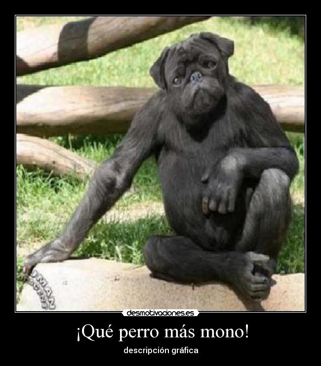 ¡Qué perro más mono! - descripción gráfica