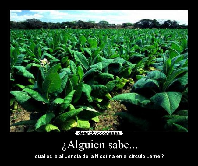 ¿Alguien sabe... - cual es la afluencia de la Nicotina en el circulo Lernel?