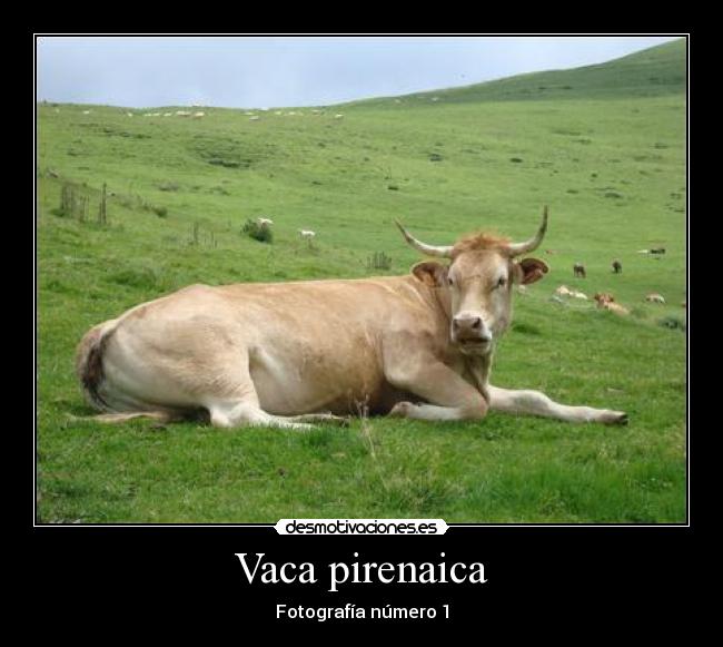 Vaca pirenaica - Fotografía número 1