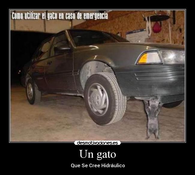 Un gato -