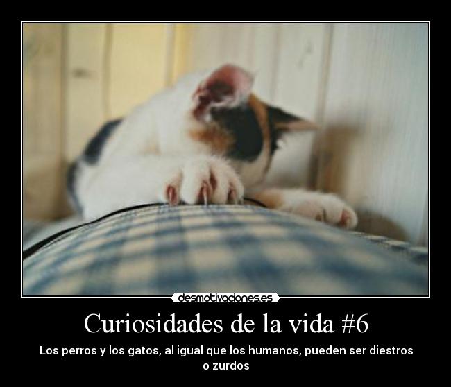 Curiosidades de la vida #6 - Los perros y los gatos, al igual que los humanos, pueden ser diestros o zurdos