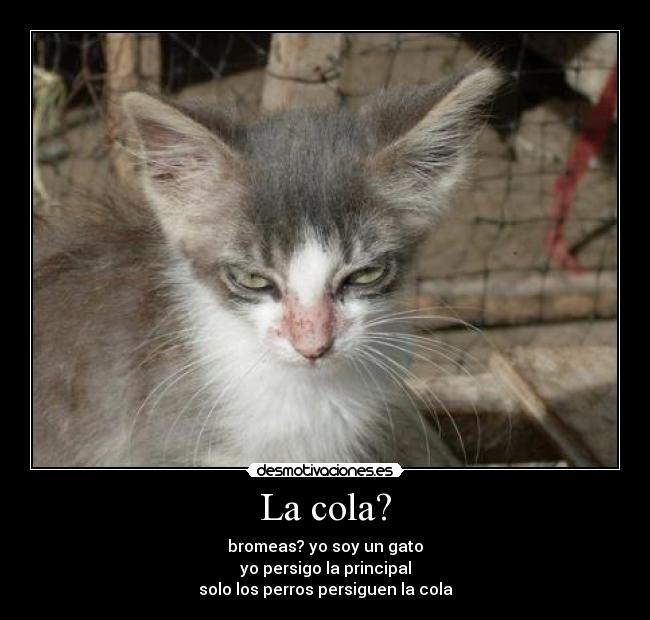 La cola? - bromeas? yo soy un gato
yo persigo la principal
solo los perros persiguen la cola