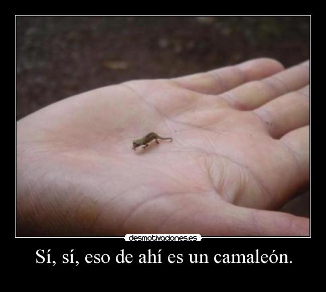 Sí, sí, eso de ahí es un camaleón. - 